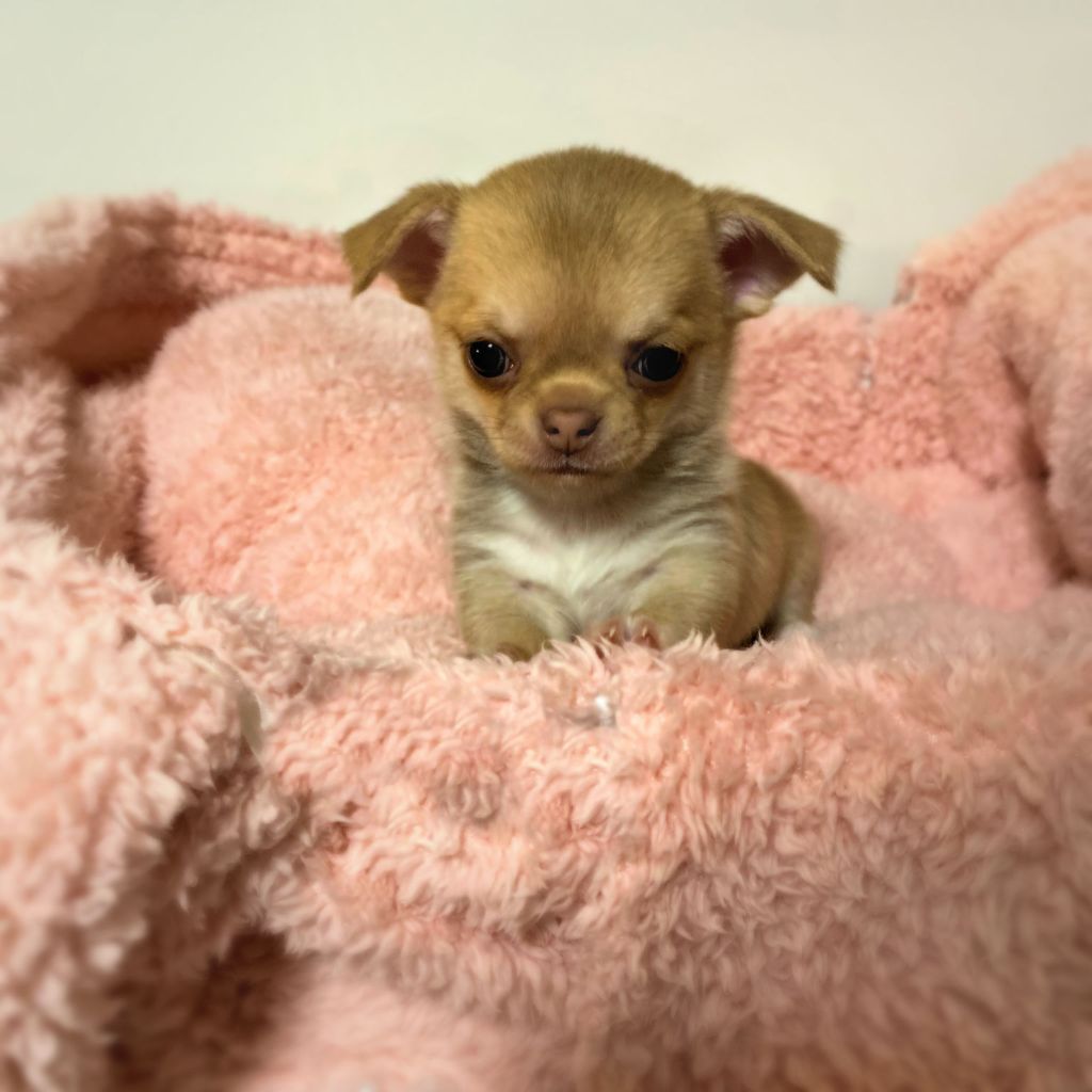 Du Paradis De Rose - Chiot disponible  - Chihuahua